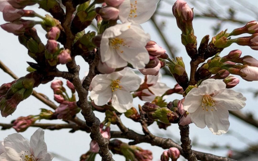 もう少しで、サンパティーの桜も咲き始めます^ ^