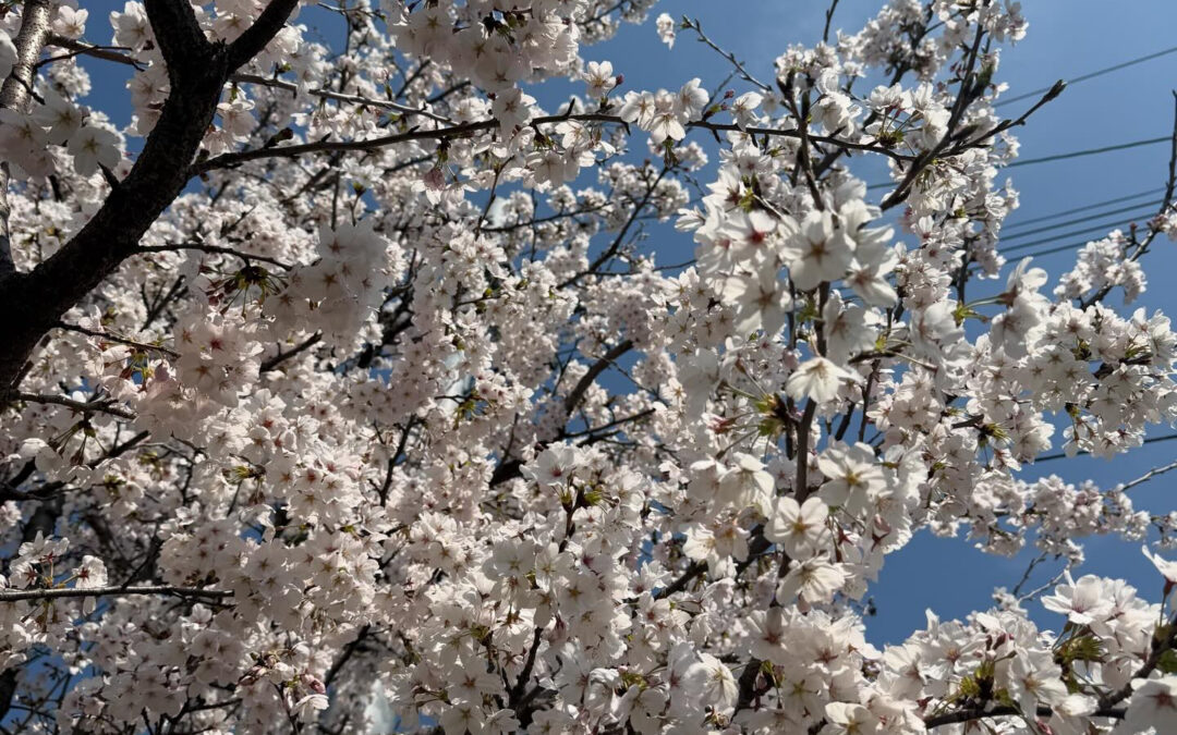 サンパティーの桜